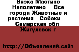 Вязка Мастино Наполетано  - Все города Животные и растения » Собаки   . Самарская обл.,Жигулевск г.